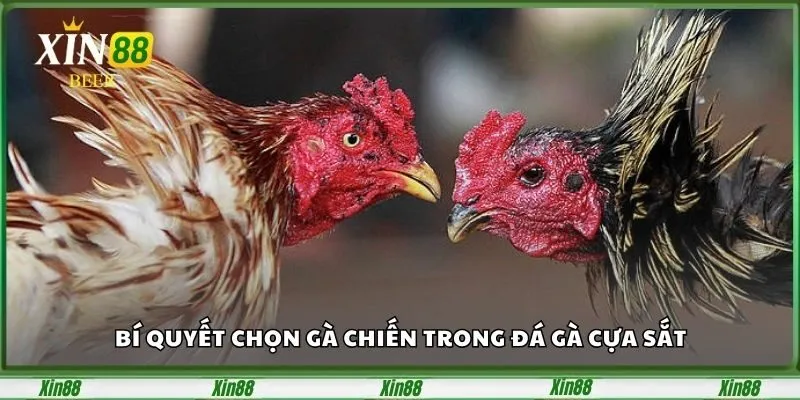 Bí Quyết Chọn Gà Chiến Và Kinh Nghiệm Cược Đá Gà Cựa Sắt 4 Kinh nghiệm cược đá gà cựa sắt từ dân chơi lâu năm