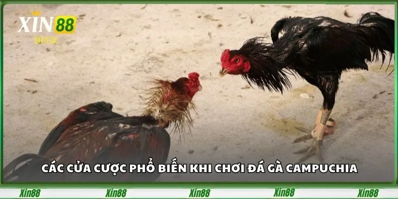 Đá Gà Campuchia – Sân Chơi Đỉnh Cao Dành Cho Tín Đồ Cá Cược 3 Các cửa cược phổ biến khi chơi đá gà Campuchia