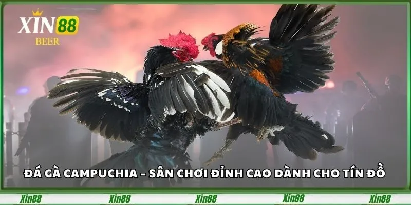 Đá Gà Campuchia – Sân Chơi Đỉnh Cao Dành Cho Tín Đồ Cá Cược 2 Đá Gà Campuchia – Sân Chơi Đỉnh Cao Dành Cho Tín Đồ Cá Cược