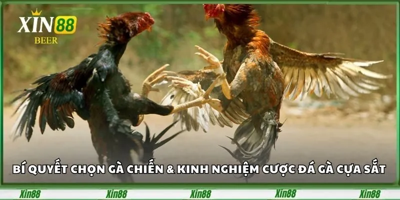 Bí Quyết Chọn Gà Chiến Và Kinh Nghiệm Cược Đá Gà Cựa Sắt 3 Bí Quyết Chọn Gà Chiến Và Kinh Nghiệm Cược Đá Gà Cựa Sắt