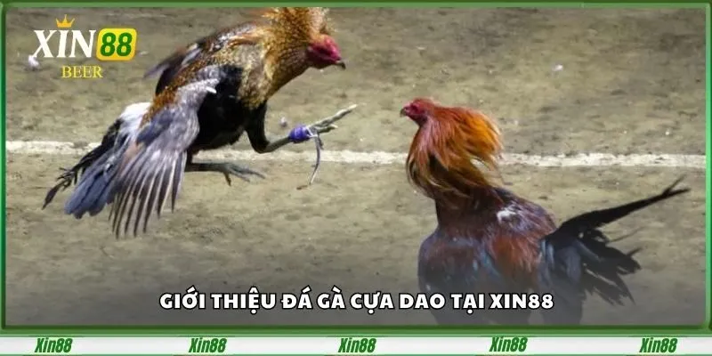 Đá Gà Cựa Dao Tại Xin88 – Đấu Trường Chọi Gà Kịch Tính 2 Giới thiệu đá gà cựa dao tại xin88