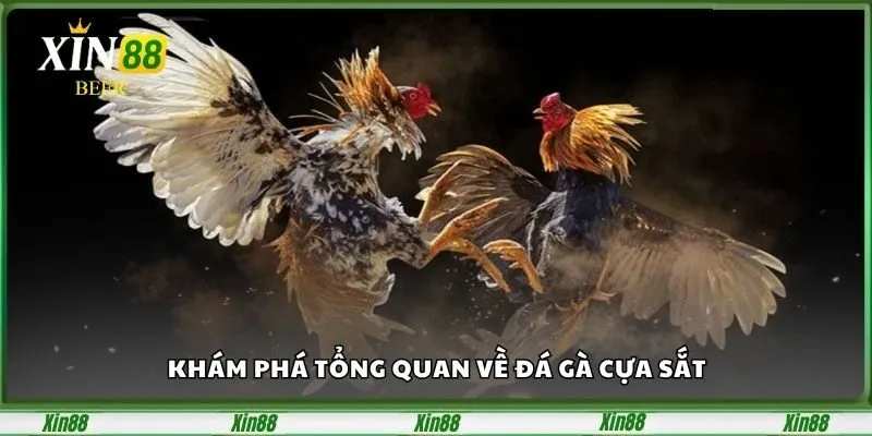 Bí Quyết Chọn Gà Chiến Và Kinh Nghiệm Cược Đá Gà Cựa Sắt 2 kham-pha-ve-da-ga-cua-sat