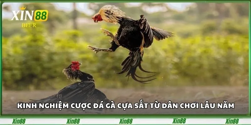 Đá Gà Campuchia – Sân Chơi Đỉnh Cao Dành Cho Tín Đồ Cá Cược 4 Kinh nghiệm chơi đá gà Campuchia từ cao thủ Xibet