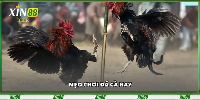 Đá Gà Cựa Dao Tại Xin88 – Đấu Trường Chọi Gà Kịch Tính 3 Mẹo chơi đá gà hay