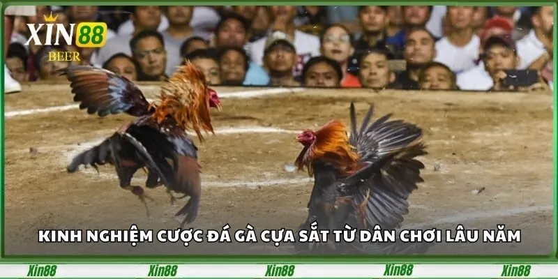 Bí Quyết Chọn Gà Chiến Và Kinh Nghiệm Cược Đá Gà Cựa Sắt 3 mot-so-kinh-nghiem-giup-ban-chinh-phuc-da-ga-cua-sat-1