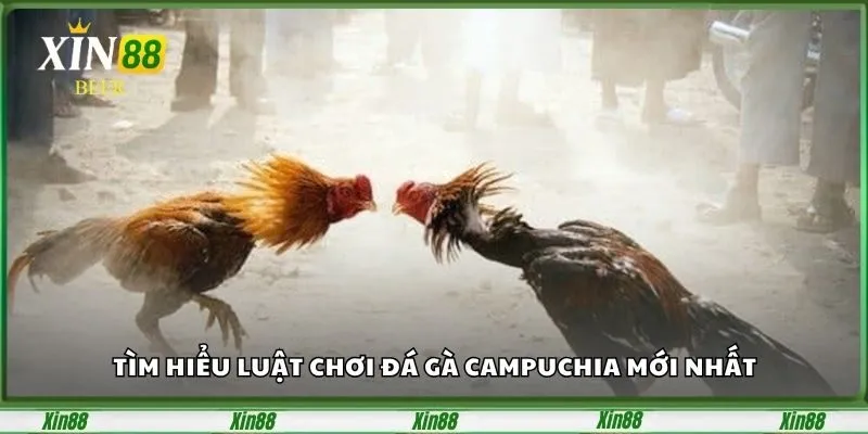Đá Gà Campuchia – Sân Chơi Đỉnh Cao Dành Cho Tín Đồ Cá Cược 2 Tìm hiểu luật chơi đá gà Campuchia mới nhất